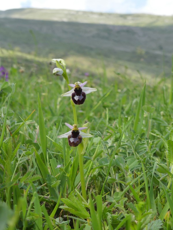 Prima fioritura di orchidee a Palena nel Parco Nazionale della Majella - maggio 2022.